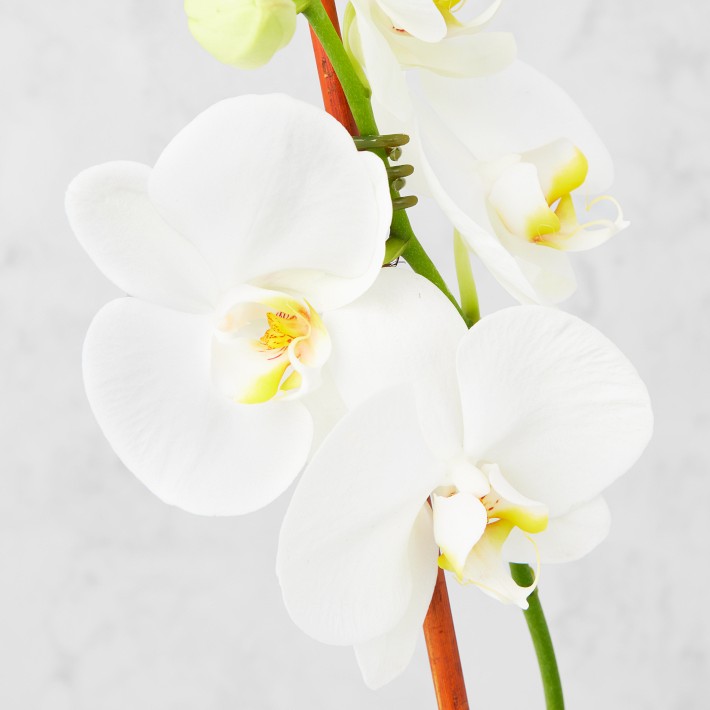 Fresh Double White Phalaenopsis Orchid in 5